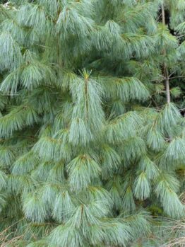 Dense green pine tree with long needle-like leaves surrounded by grass and other foliage.