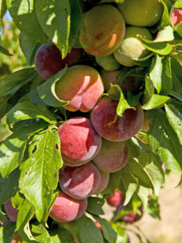 Cluster of ripe red and green plums hanging on a tree branch surrounded by green leaves.