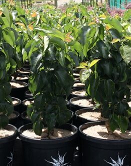 Young Pyrus 'Spright' Dwarf Ornamental Pear trees with lush green leaves are displayed outdoors, each nestled in a black 13" pot.