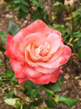 Close-up of a Rose 'Brigadoon' Bush Form in full bloom, its pink petals contrasting beautifully with lush green leaves and the rich brown soil in the background.