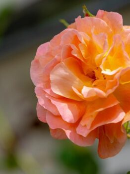 Close-up of a blooming Rose 'Illona' in peach-pink, set against a blurred backdrop of green leaves and a garden structure.