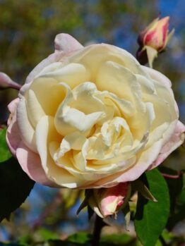 A close-up of a Rose 'Kalinka' Bush Form in full bloom showcases its pale yellow petals surrounded by vibrant green leaves and rosebuds, all against a clear blue sky backdrop.