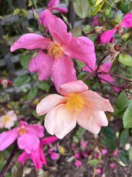 The Rose 'Brigadoon' Bush Form blooms with pink and peach petals, their yellow centers glowing warmly among lush green leaves. Some petals are delightfully wilted, adding character to this serene floral display.
