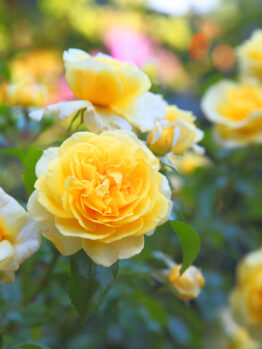 The Rose 'Sunblest' 3ft Standard features yellow roses in full bloom with vibrant green leaves, set against a beautifully blurred natural background.