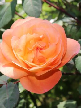 A Rose 'Montezuma' Bush Form in full bloom, its peach-colored petals creating a beautiful contrast against the verdant green leaves.