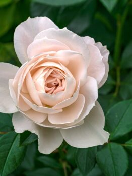 The Rose 'Coronation Gold' Bush Form, a pale pink beauty in full bloom, is gracefully surrounded by lush green leaves.