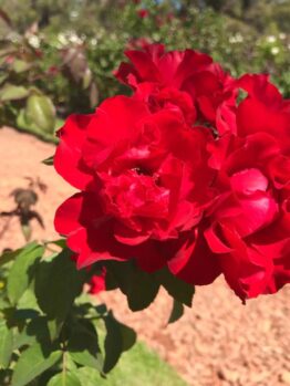 A close-up of vibrant Rose 'Illona' Bush Form roses in full bloom against a garden backdrop, lush with greenery and a charming stone path.