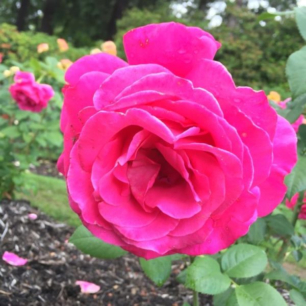 Close-up of a vibrant Rose 'Carina' Bush Form in full bloom, surrounded by green leaves and other roses in the background.