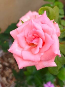 Close-up of a blooming Rose 'Carina' Bush Form covered in water droplets on its pink petals, surrounded by lush green leaves.