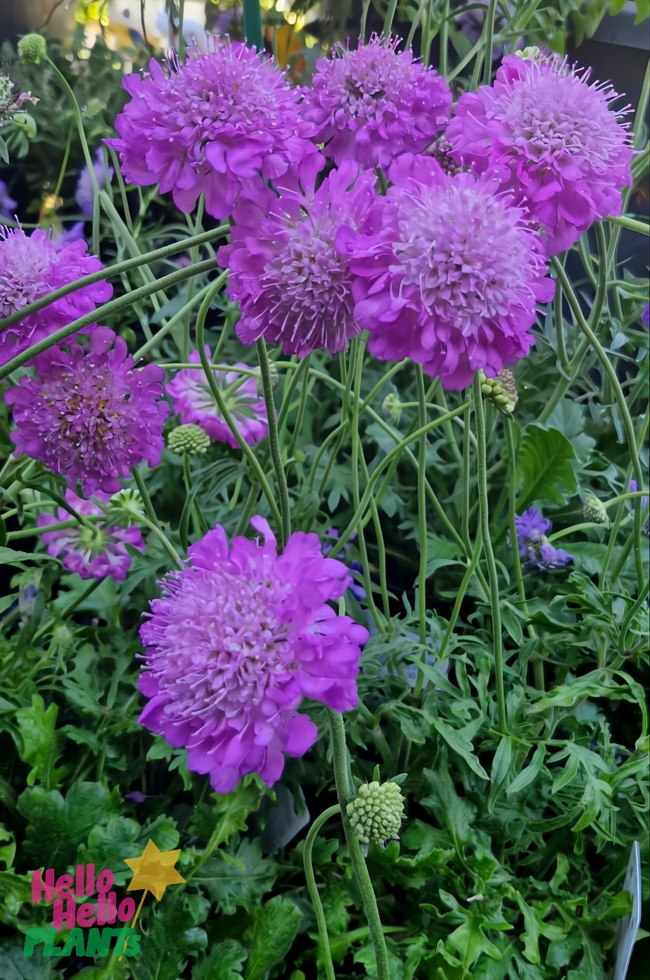 Purple flowers with dense, rounded petals and green foliage in the background are subtly complemented by Scabiosa 'Pink Diamonds' Pincushion 6" Pot. "Hello Hello Plants" text and star logo appear in the corner.