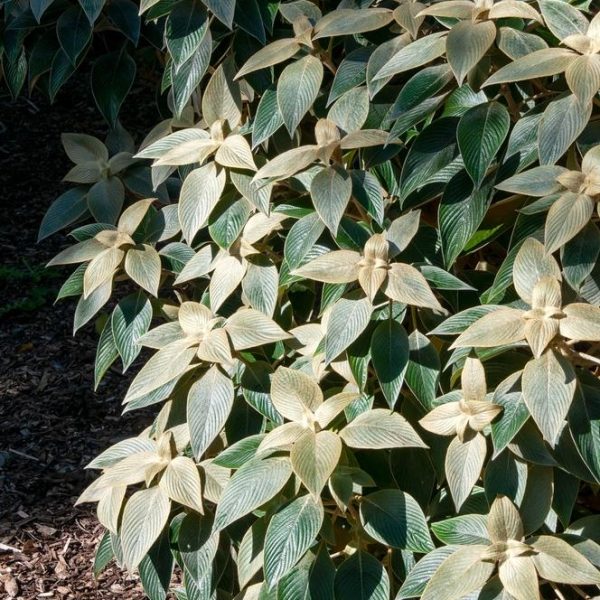 The Strobilanthes 'Silver Star' in an 8" pot, featuring green leaves with white edges, flourishes beautifully in wood chip mulch, creating a striking contrast.