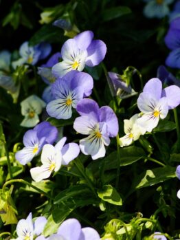 A cluster of Viola 'Bonnie Lassies' Sarah in a 6" pot, with its charming purple and white flowers, stands out against lush green leaves under the warm sunlight.