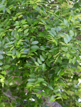 Close-up of vibrant green leaves on a Zelkova 'Musashino' Japanese Elm 45L tree, with sunlight gently filtering through the foliage.