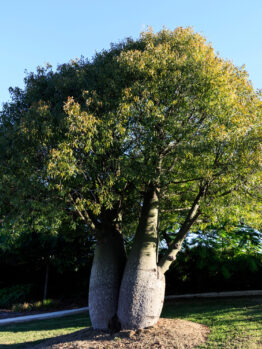 A large boab tree with a thick trunk and green foliage in a garden setting against a clear blue sky.