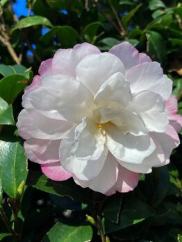 Close-up of a white and pink camellia flower surrounded by green leaves under a clear blue sky.