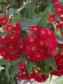 Close-up of vibrant red eucalyptus flowers with green leaves in the background.