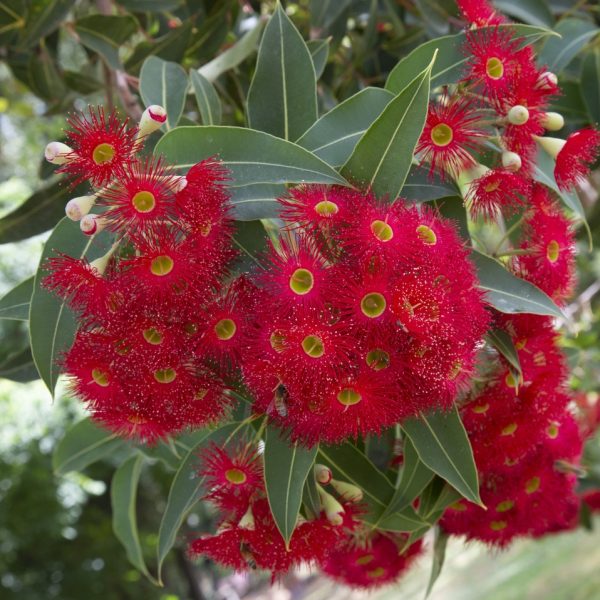 Close-up of vibrant red eucalyptus flowers with green leaves in the background.