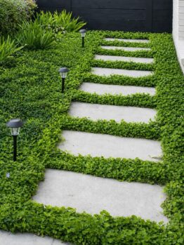 Concrete stepping stones create a path through dense Dichondra repens 7.5cm Pot (10 Pack) ground cover, bordered by garden lights and plants, alongside a white brick wall and black wooden fence.