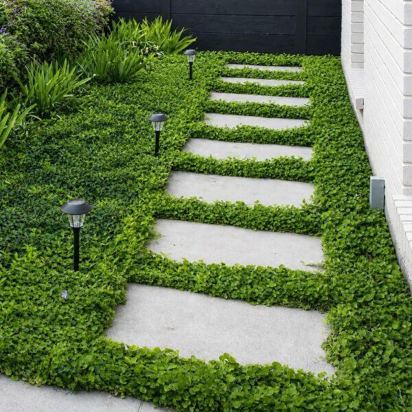 Concrete stepping stones create a path through dense Dichondra repens 7.5cm Pot (10 Pack) ground cover, bordered by garden lights and plants, alongside a white brick wall and black wooden fence.