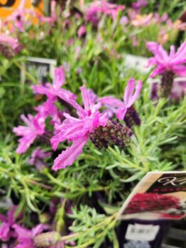 Close-up of pink Lavandula 'Lavinnova® Razzleberry Ruffles' Lavender flowers with slender petals and lush green foliage, beautifully displayed in a serene garden setting.