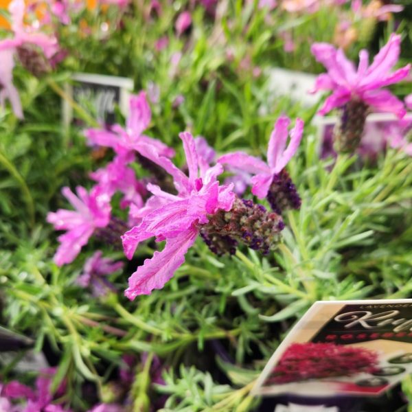 Close-up of pink Lavandula 'Lavinnova® Razzleberry Ruffles' Lavender flowers with slender petals and lush green foliage, beautifully displayed in a serene garden setting.