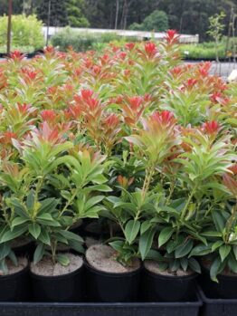 Rows of potted Pieris 'Forestii' Lily of the Valley Shrubs with green leaves and red-tipped buds stand proudly in a garden center.