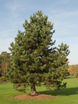 A tall Pinus 'Black Austrian Pine' in a 16" pot stands on a grassy field under a clear blue sky, surrounded by a few distant trees.