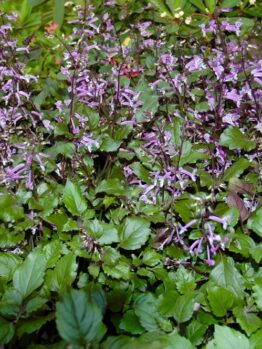 The Plectranthus 'Mona Amethyst' in an 8" pot displays purple flowers with small, delicate petals nestled among its lush, green foliage.