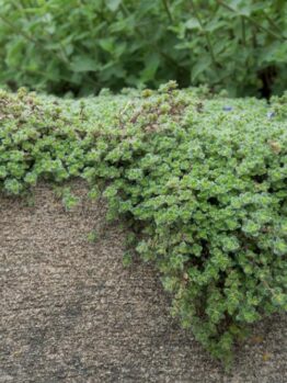 Thymus 'Woolly Thyme' plants from a 6" pot cascade over a concrete surface, featuring dense green foliage and small leaves that create a lush display.