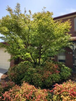 A leafy green tree stands in front of a brick house with a garage and partially visible door, featuring Lomandra 'Tanika®' 2" Pot plants with red-tipped bushes at its base.
