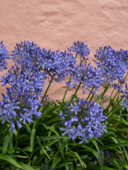 Agapanthus 'Seastorm' PBR in a 6" pot blooms against a textured pink wall, evoking the serenity of gentle waves meeting vibrant lilac blossoms.