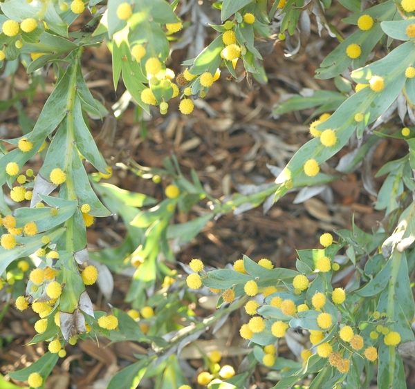 Close-up of an Acacia glaucoptera 'Flat Wattle' in an 8" pot, featuring green leaves and clusters of small, round yellow flowers blooming across its foliage.