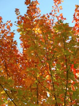 The orange and green autumn leaves of the Acer 'Jeffers Red' Maple create a striking contrast against a clear blue sky.