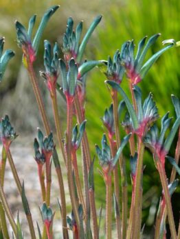 Close-up of kangaroo paw plant with green and red fuzzy stems and claw-like flowers against a blurred natural background.