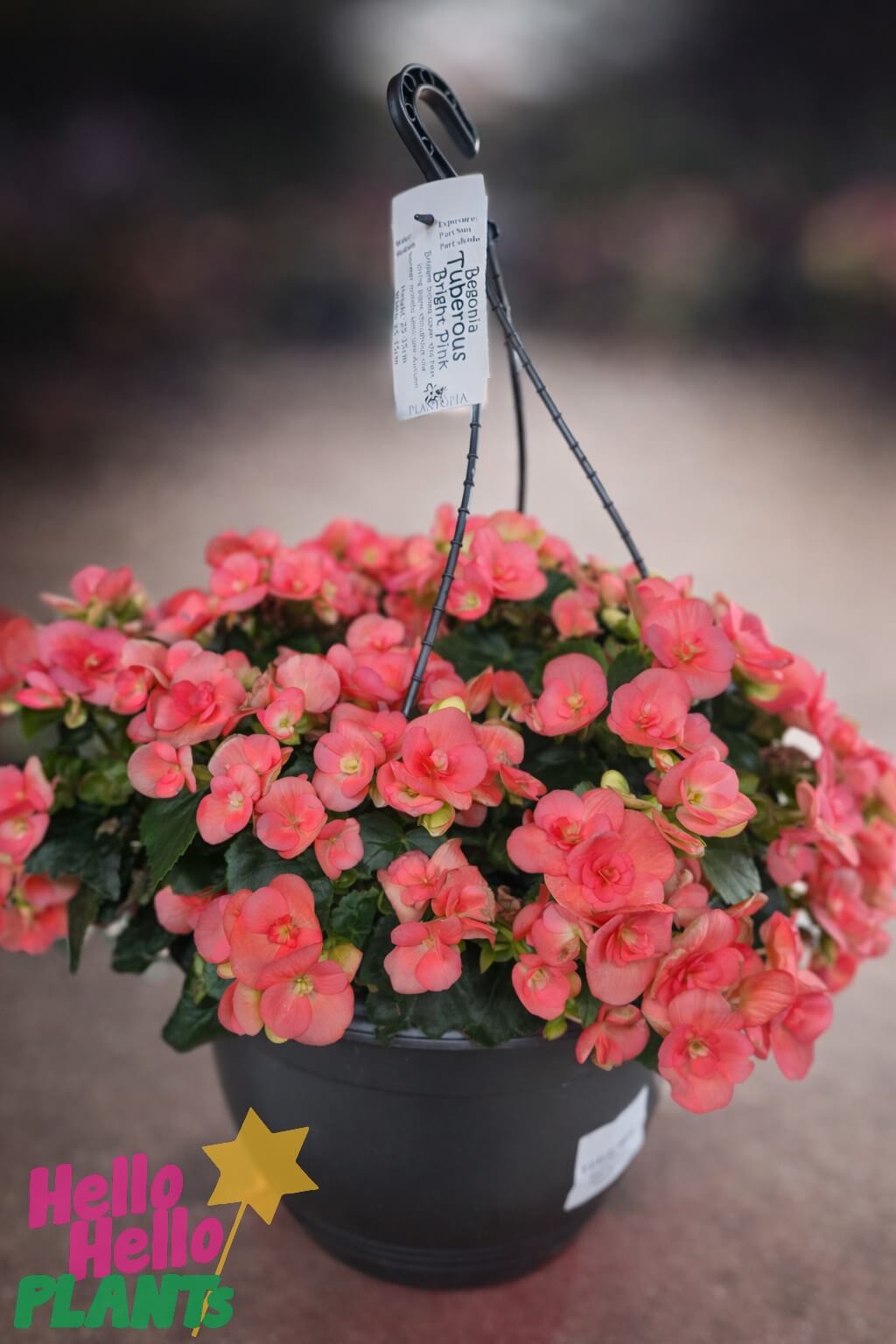 A Begonia Tuberous 'Bright Pink' 10" hanging basket showcases blooming pink flowers and lush green leaves in a black pot with a white label, set against a neutral background.