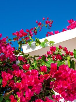 Vibrant pink bougainvillea flowers climb over a white building against a clear blue sky.