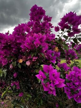 A large bush of vibrant purple bougainvillea flowers under a cloudy sky.