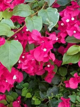 Bright pink bougainvillea flowers with green leaves in a dense cluster.