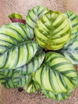 Top view of Calathea 'Freddy,' showcasing large, vibrant green leaves adorned with distinctive light and dark stripes.