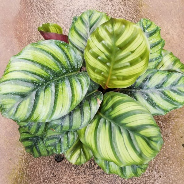 Top view of Calathea 'Freddy,' showcasing large, vibrant green leaves adorned with distinctive light and dark stripes.