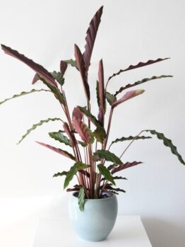 A potted plant with long, wavy green leaves and purple undersides in a light blue pot on a white surface.