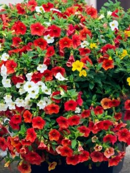A 10" Calibrachoa 'Mix Harmony' hanging basket bursting with vibrant red, white, and yellow blooms.