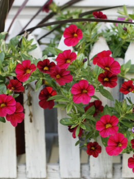 A white picket fence adorned with lush green leaves and vibrant red flowers from a Calibrachoa Superbells® 'Pomegranate Punch' in a charming 6" pot.
