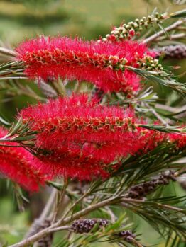 Close-up of vibrant red bottlebrush flowers with thin green leaves in a natural setting.