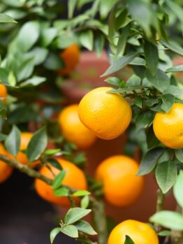 Lush green branches of the Citrus 'Bergamot' Orange in a 7" pot display clusters of vibrant, ripe oranges against a softly blurred backdrop.