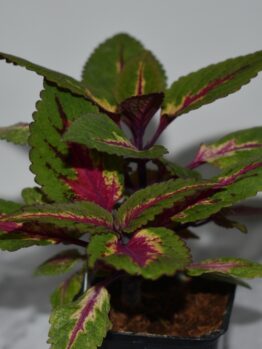 The Coleus 'Main Street Ruby Road™' planted in a 7" pot showcases its vibrant green leaves, beautifully adorned with pink and purple patterns, making it an elegant addition to any gray surface.