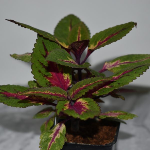 The Coleus 'Main Street Ruby Road™' planted in a 7" pot showcases its vibrant green leaves, beautifully adorned with pink and purple patterns, making it an elegant addition to any gray surface.