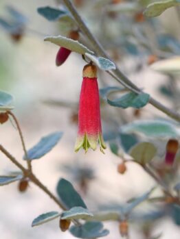 A solitary flower from the Correa glabra 'Rock Correa' variety, featuring red and yellow bell-shaped petals, hangs elegantly from a small branch adorned with green leaves.