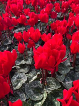 A vibrant display of red and Cyclamen 'Cream White' flowers with dark green foliage filling the frame.