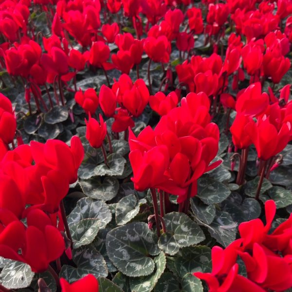 A vibrant display of red and Cyclamen 'Cream White' flowers with dark green foliage filling the frame.